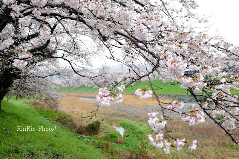 2023年3月川寺土手の桜①
