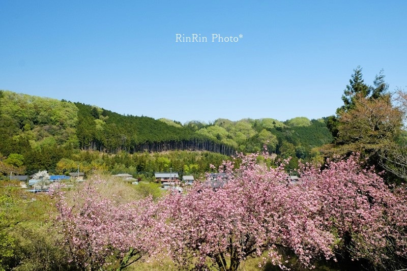 2023年4月小岩井神社俯瞰の八重桜②