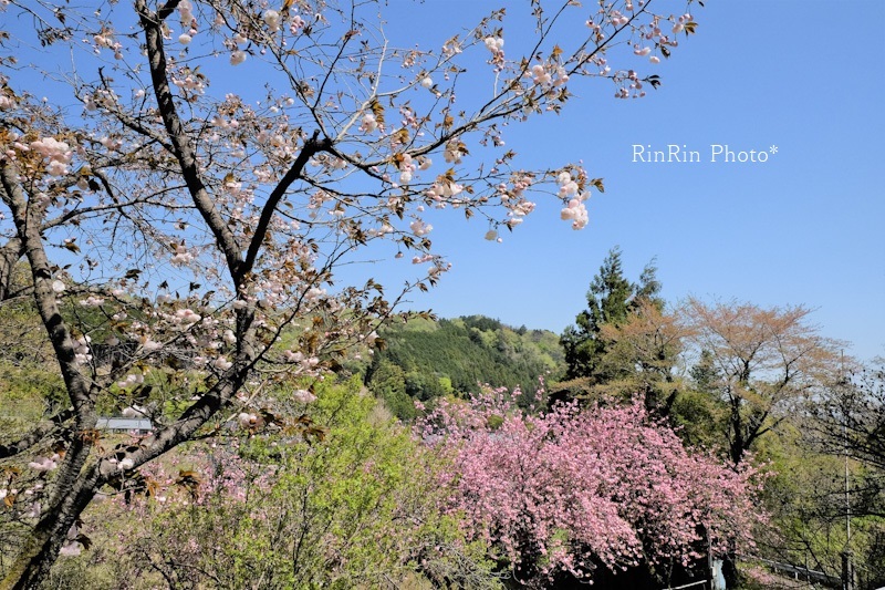 2023年4月小岩井神社桜枝越しの八重桜