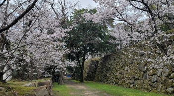 広島城と花見2