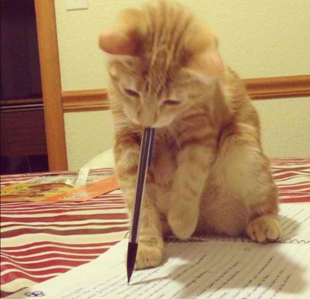 勉強猫