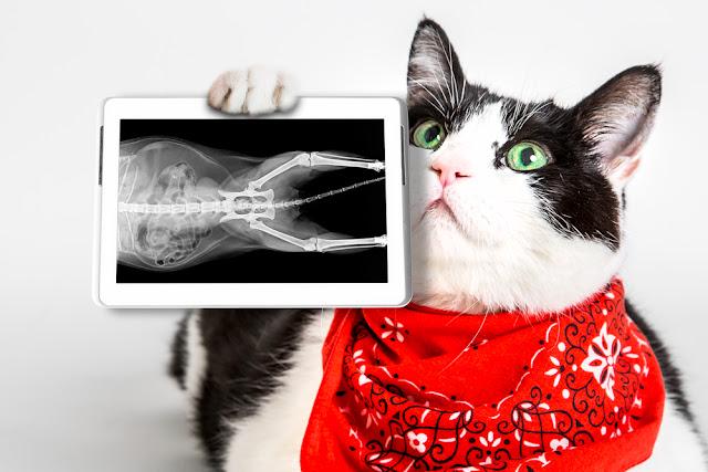X線写真を見て驚く猫