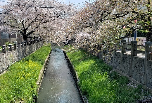 市川の桜　　　　