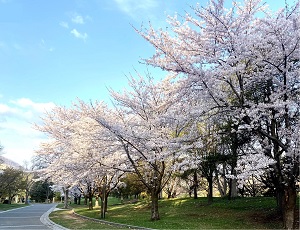 中島公園桜2023.4.28