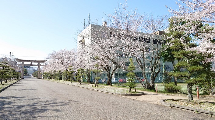 202303桜満開 (1)